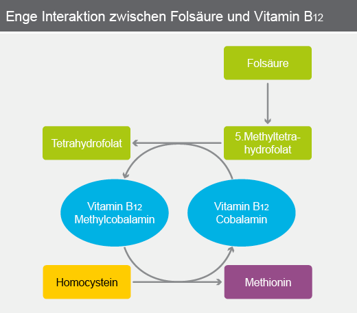 Enge Interaktion zwischen Folsäure und Vitamin B12